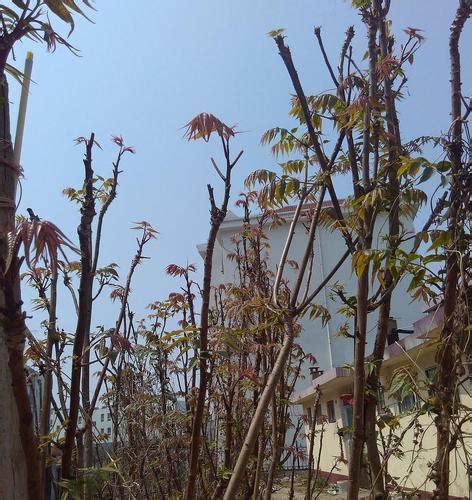香椿树能长多高 風水佬呃你十年八年